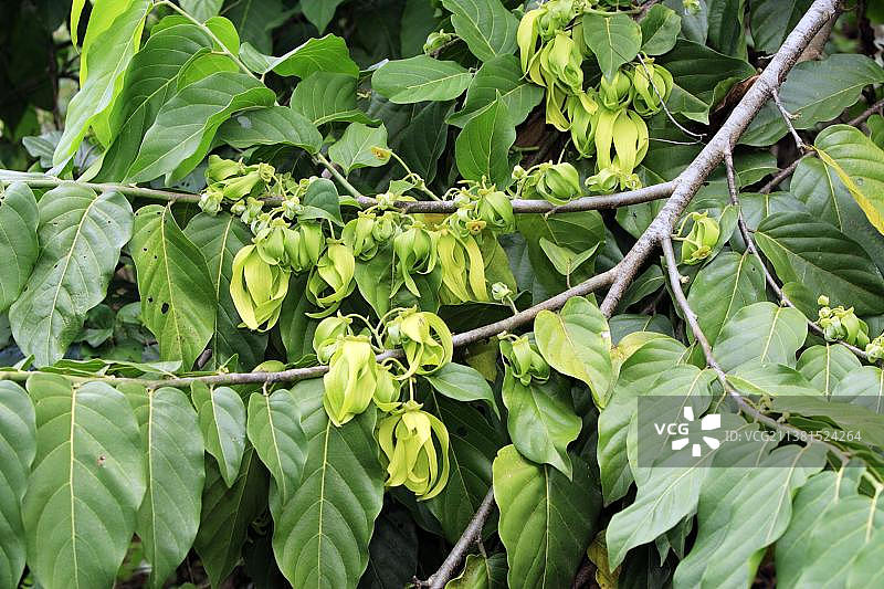 依兰依兰岛，依兰香（香花崖豆树），番荔枝科，马达加斯加，非洲图片素材