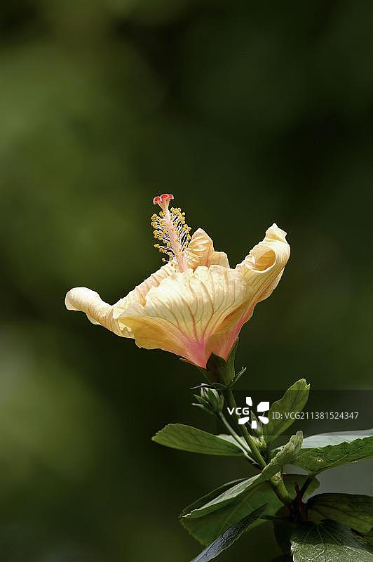 木槿花图片素材