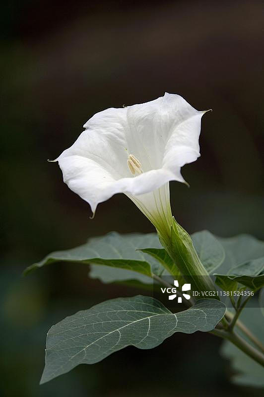天使的喇叭花图片素材