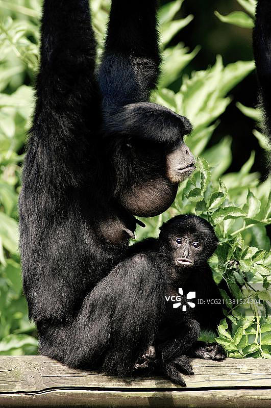 合趾猿母子图片素材