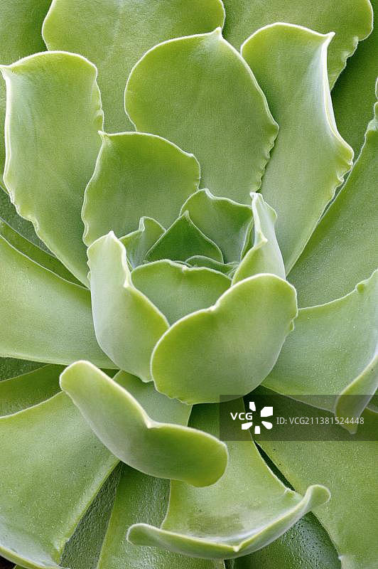 树状观音莲图片素材