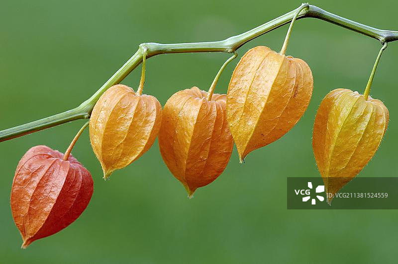 日本灯笼果图片素材