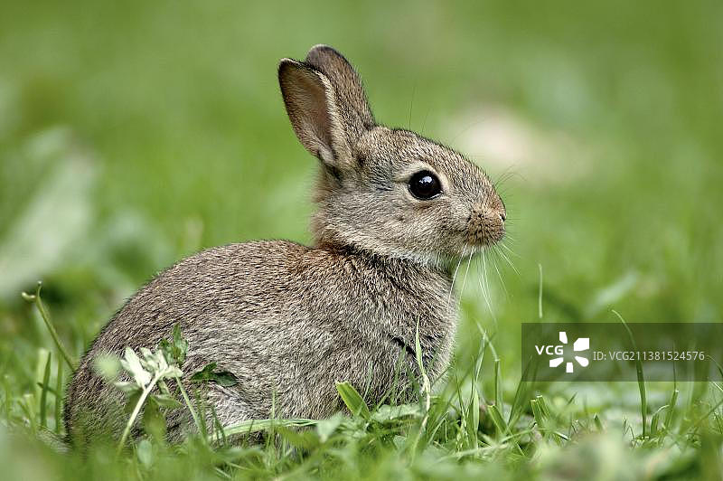 欧洲野兔，德国北莱茵-威斯特法伦图片素材