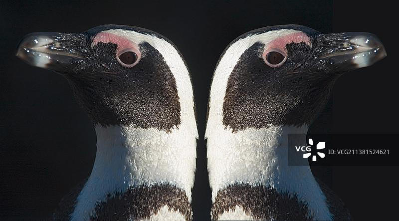 非洲企鹅图片素材