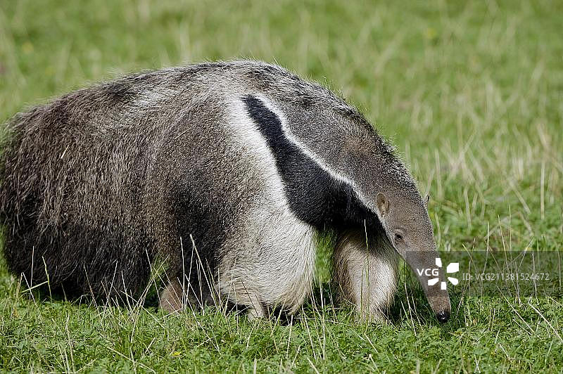 巨型大食蚁兽图片素材