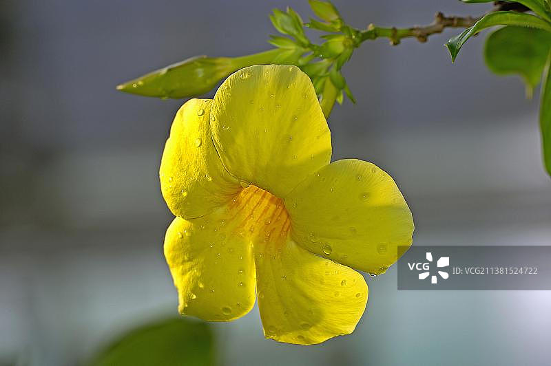 软枝黄蝉图片素材