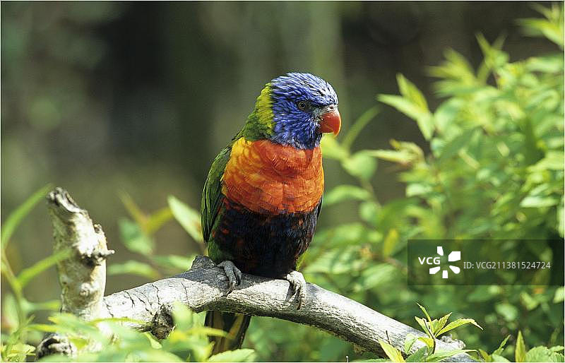 蓝头彩虹鹦鹉图片素材