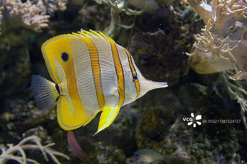 丝蝴蝶鱼图片素材