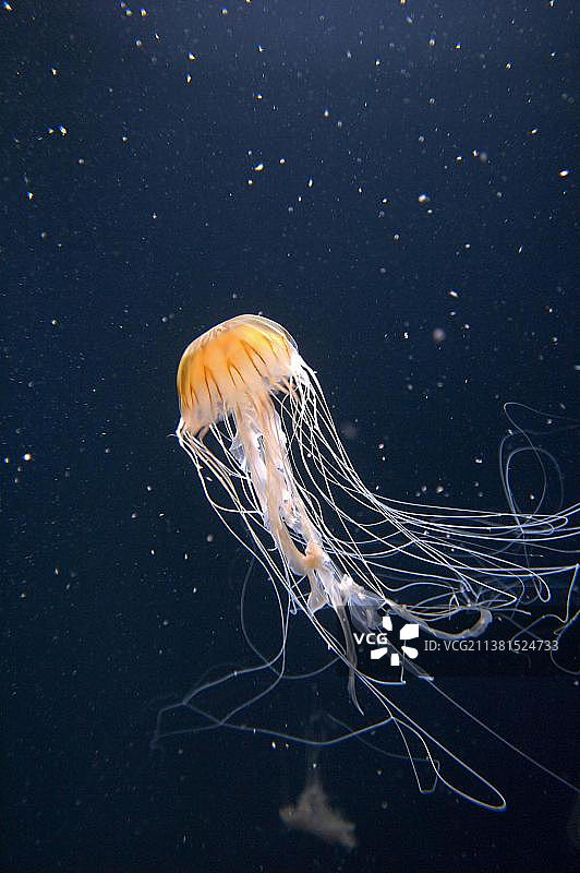 太平洋荨麻(Chrysaora melanaster)图片素材