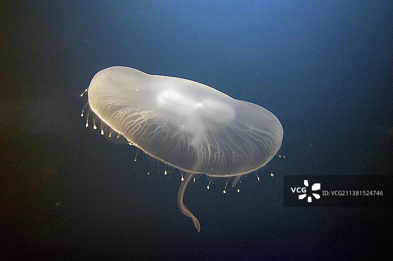 月亮水母，普通水母图片素材