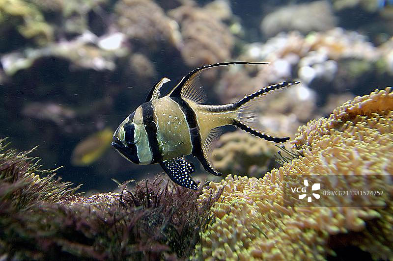长鳍天竺鲷图片素材