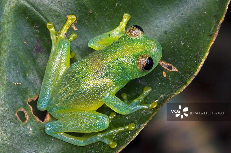 颗粒状科克伦蛙，颗粒玻璃蛙在中美洲的树叶上图片素材