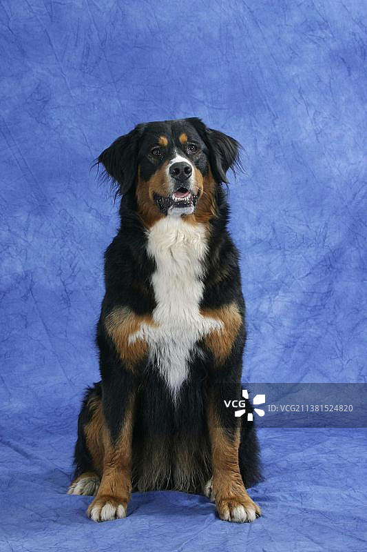 伯尔尼兹山犬图片素材