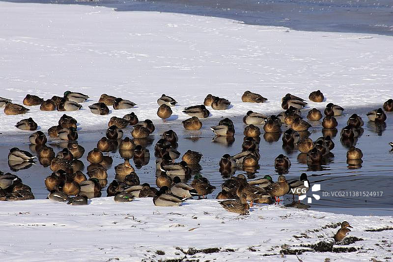 德国石勒苏益格-荷尔斯泰因的绿头鸭和小翅鸭图片素材