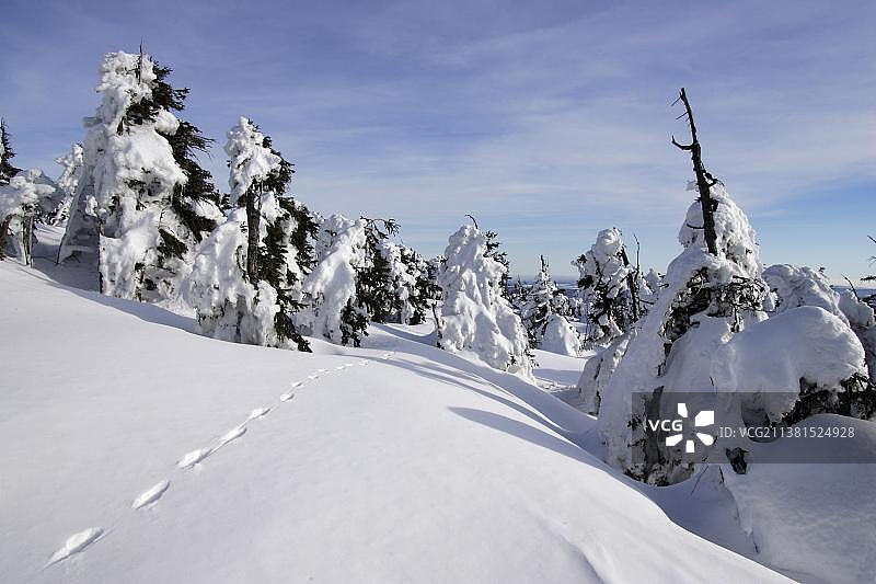 德国哈尔茨山区：雪覆盖的云杉图片素材