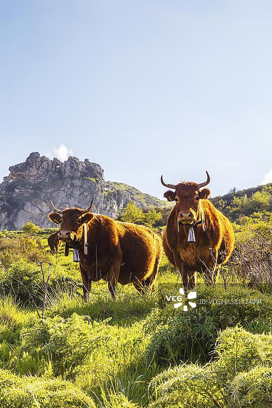 意大利西西里恩纳省，乡村奶牛图片素材