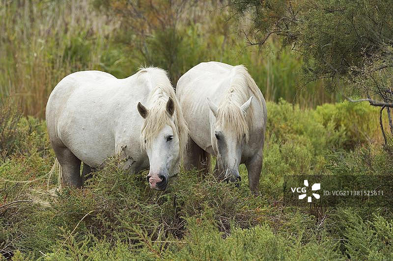 卡马格马，卡马格地区自然公园，朗格多克-鲁西永图片素材