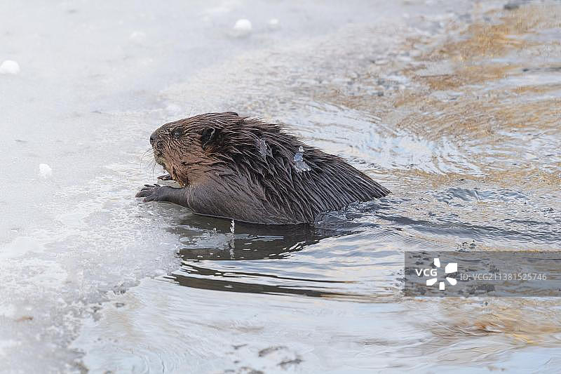 冬季欧洲海狸（Castor fiber），德国，欧洲图片素材