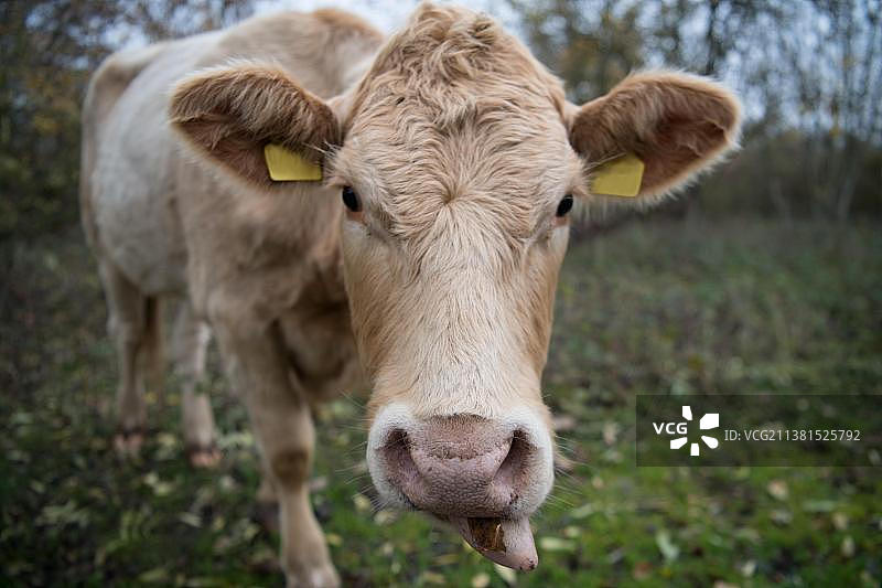 家养牛在自然保护区作为景观维护者进行粗放式农业养殖图片素材