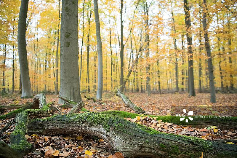 德国迪斯福特森林中躺着的枯木图片素材