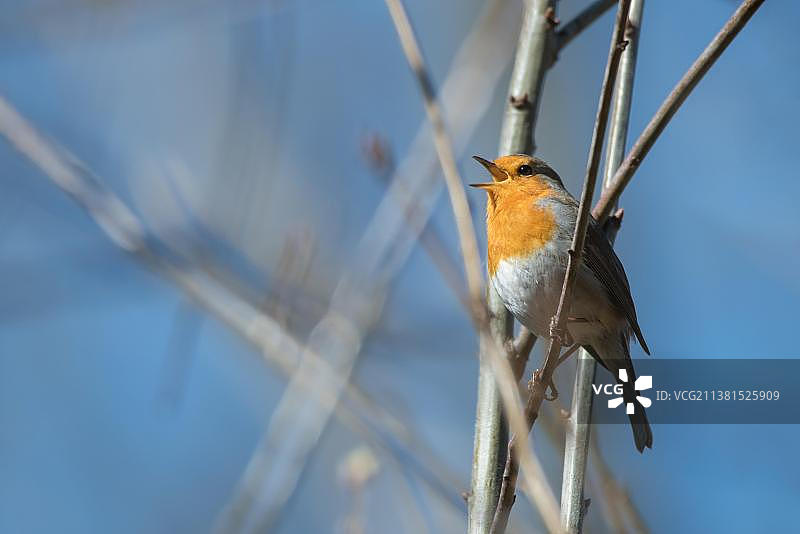 欧洲知更鸟在德国杜塞尔多夫的树上鸣叫图片素材