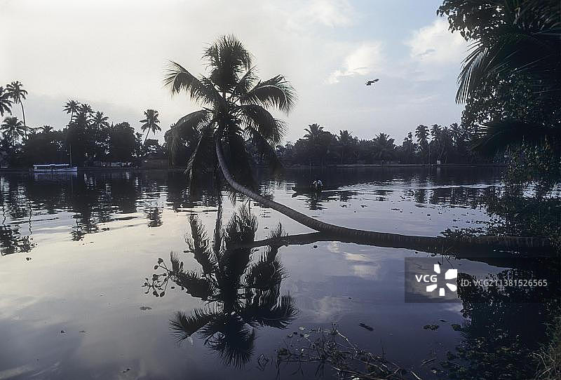 暴风雨后重生的椰子树，印度科杜ungal路尔回水区图片素材