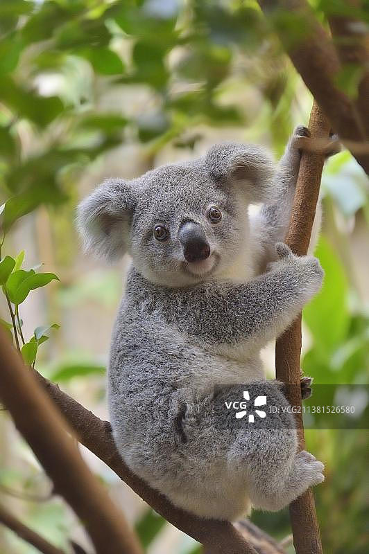 树上的考拉幼崽（圈养）图片素材
