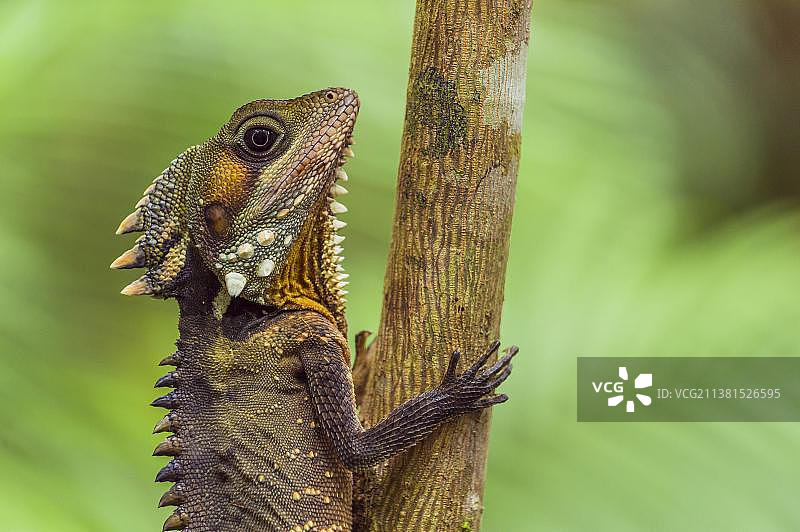 澳洲博伊德森林龙图片素材
