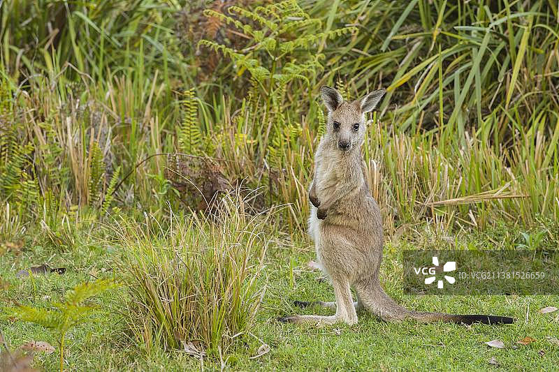 澳洲新南威尔士穆拉马朗国家公园灰袋鼠宝宝图片素材