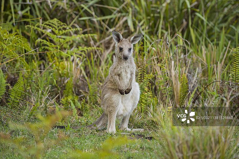 澳洲新南威尔士穆拉马朗国家公园灰袋鼠宝宝图片素材