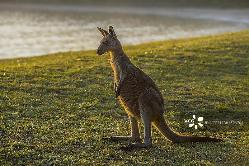 大袋鼠，澳大利亚新南威尔士州穆拉马朗国家公园图片素材