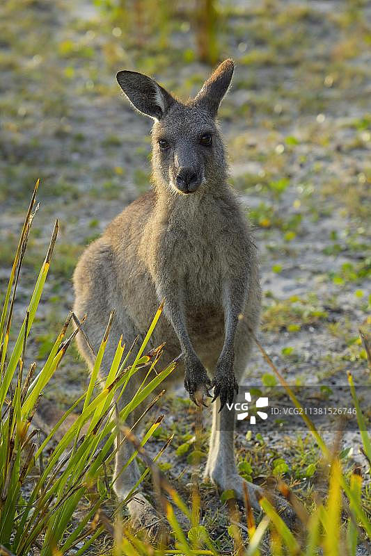 大袋鼠，澳大利亚新南威尔士州穆拉马朗国家公园图片素材