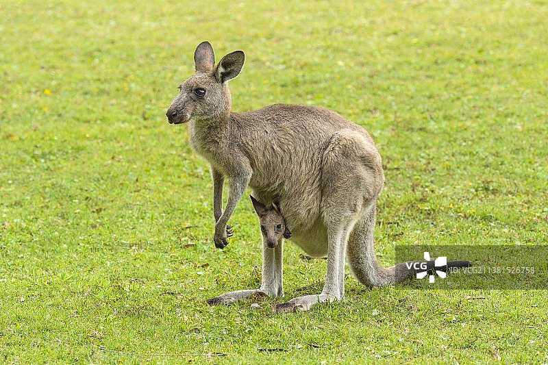 袋鼠及幼崽，澳大利亚新南威尔士州穆拉马朗国家公园图片素材