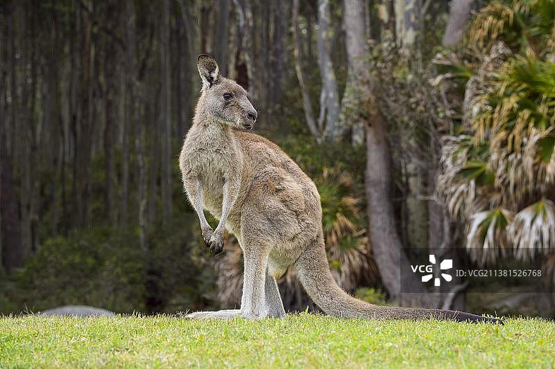 大袋鼠，澳大利亚新南威尔士州穆拉马朗国家公园图片素材