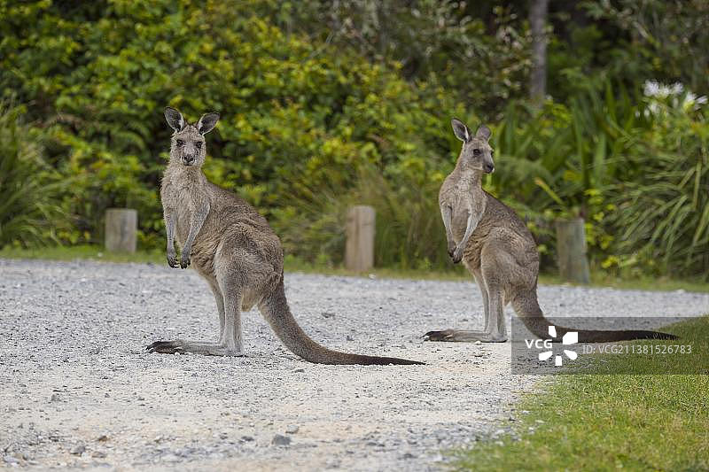 灰色袋鼠（Macropus giganteus），两只动物在路上，澳大利亚新南威尔士穆拉马朗国家公园，大洋洲图片素材