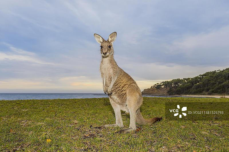 大袋鼠，澳大利亚新南威尔士州穆拉马朗国家公园图片素材