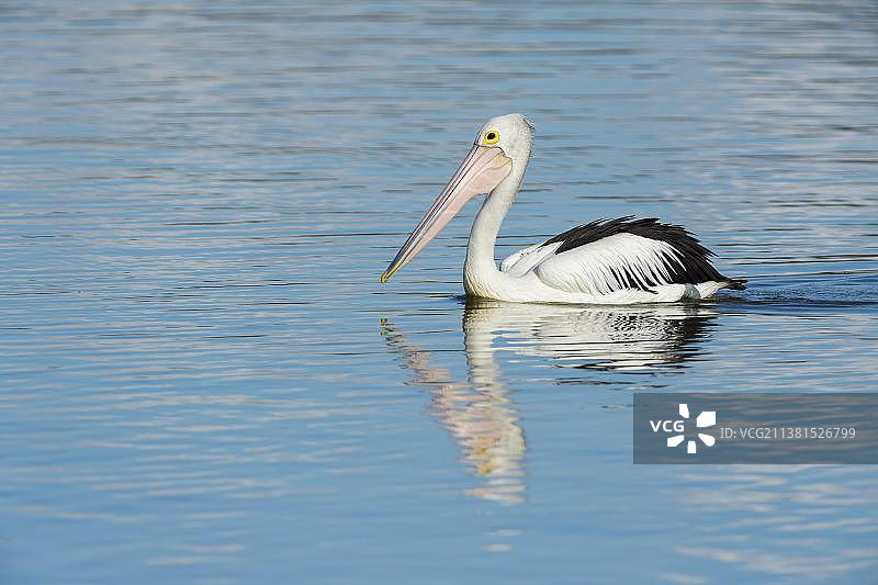 澳大利亚鹈鹕（Pelecanus conspicillatus），澳大利亚昆士兰州罗克汉普顿，大洋洲图片素材