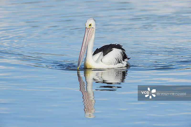 澳大利亚鹈鹕（Pelecanus conspicillatus），澳大利亚昆士兰州罗克汉普顿，大洋洲图片素材