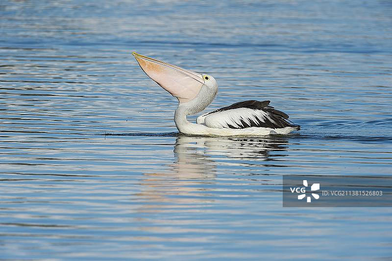 澳大利亚鹈鹕（Pelecanus conspicillatus），澳大利亚昆士兰州罗克汉普顿，大洋洲图片素材