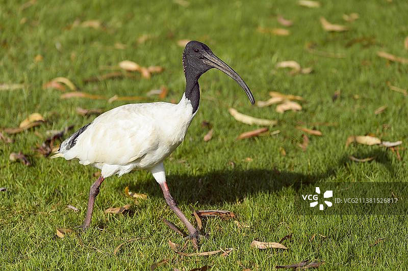 澳洲白环企鹅，澳大利亚昆士兰州罗克汉普顿，大洋洲图片素材