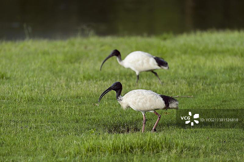 澳洲白鹮（Threskiornis moluccus），两只鸟，位于澳大利亚昆士兰州罗克汉普顿，大洋洲图片素材