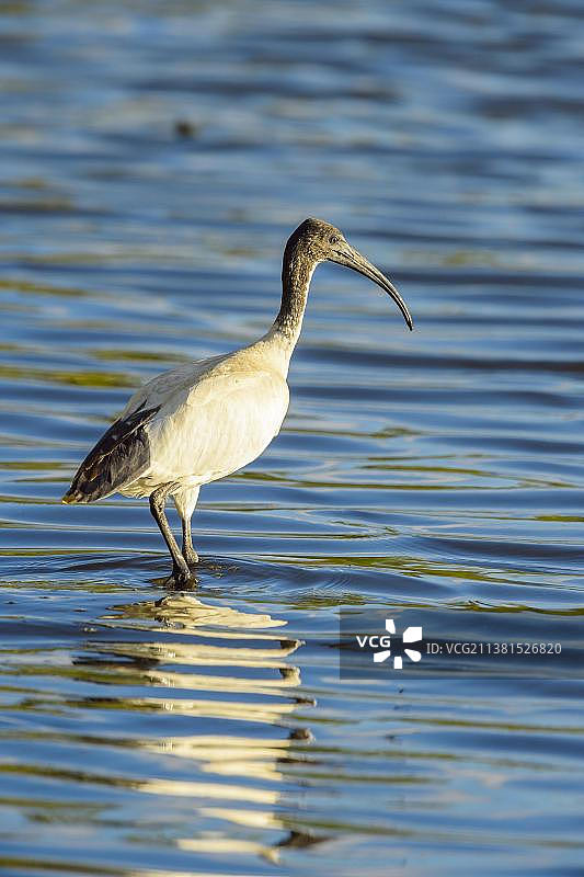 澳大利亚白鹮（Threskiornis moluccus），位于水中，澳大利亚昆士兰州罗克汉普顿，大洋洲图片素材