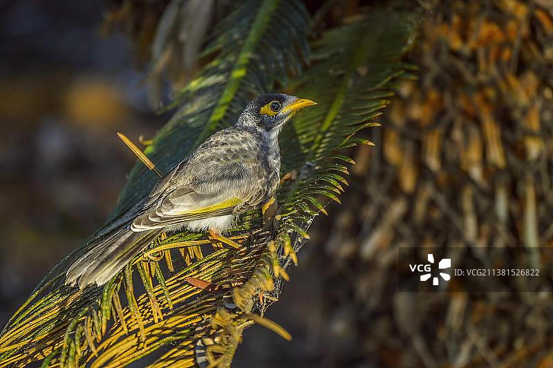 噪鹃（学名：Manorina melanocephala），澳大利亚昆士兰州罗克汉普顿图片素材