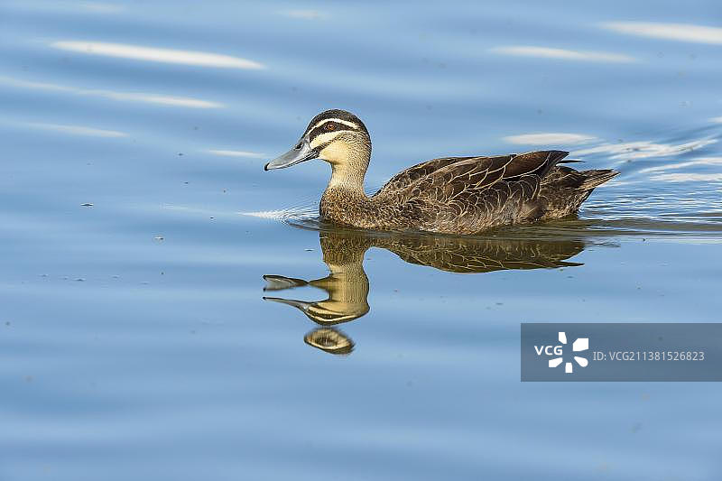 太平洋黑鸭，在水中游泳，澳大利亚昆士兰州罗克汉普顿图片素材