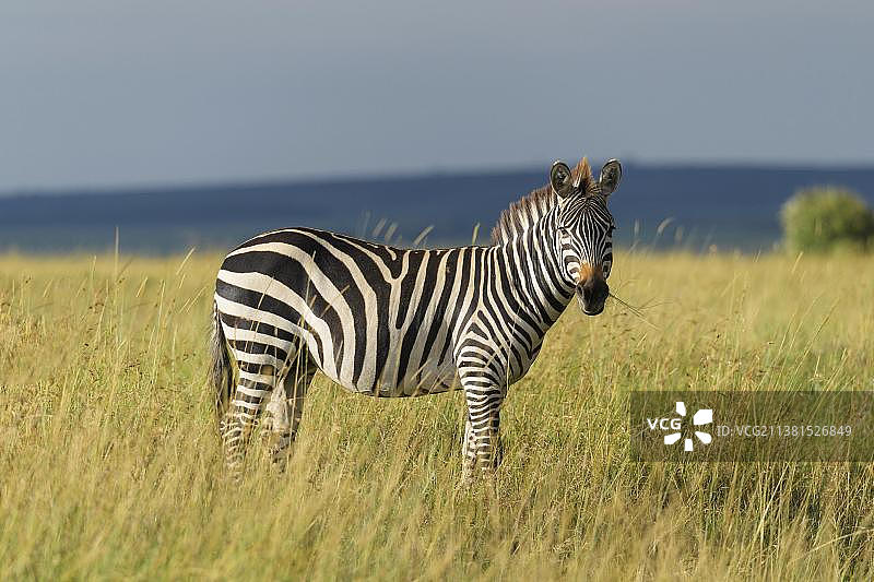 肯尼亚马赛马拉国家保护区的斑马图片素材