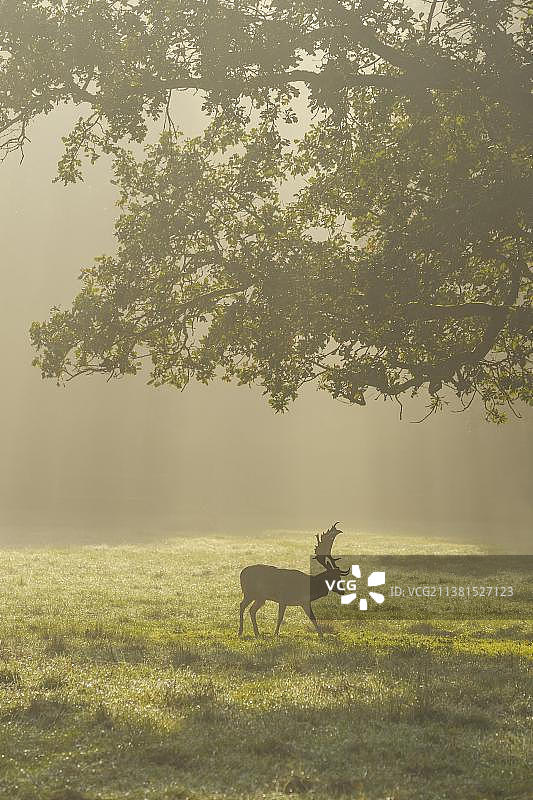 清晨薄雾中的黇鹿图片素材