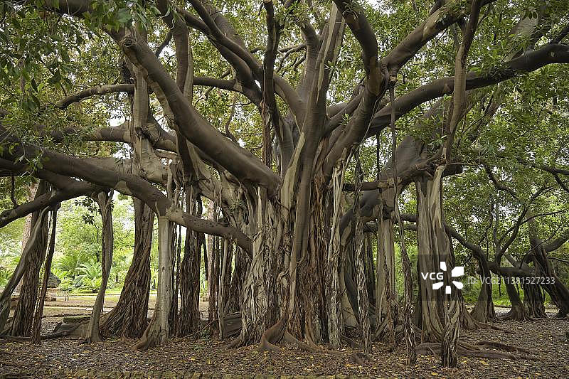 澳大利亚莫顿湾榕树，巴勒莫植物园，意大利图片素材