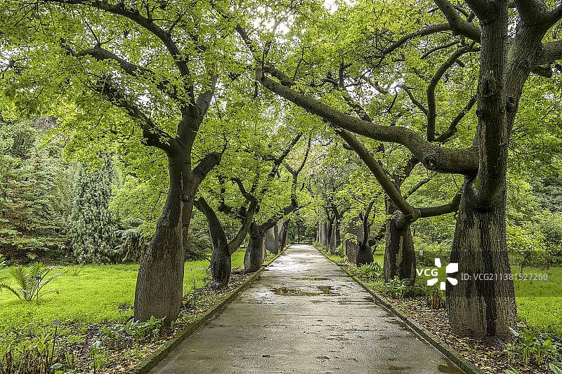 木棉(Ceiba speciosa)，巴勒莫植物园，意大利西西里图片素材