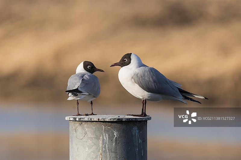 笑鸥（红嘴鸥）在瑞士阿尔滕莱茵旧莱茵河畔图片素材