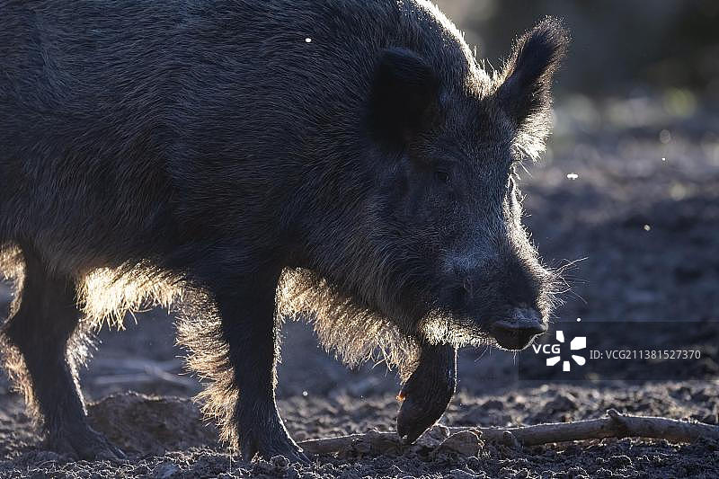 野猪，埃ifel，莱茵兰-普法尔茨州，德国，欧洲图片素材